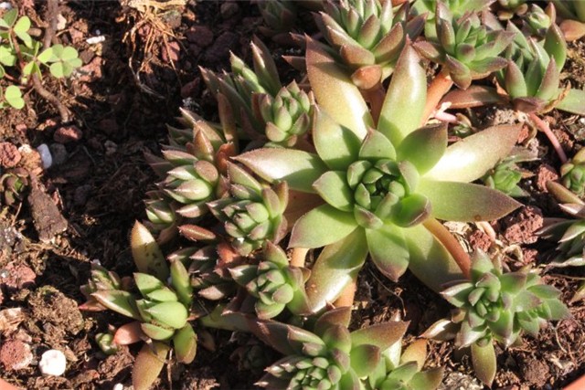 Rosularia rechinger